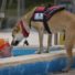 Schwimmer und Hund